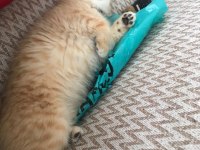 British 3 Aylık Dişi Yavru