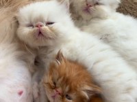 İran Persian Dişi-Erkek Kediler