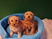 Mükemmel maltipoo yavrularımız