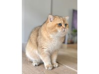 Golden British Longhair Yavrular