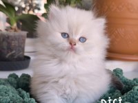 British longhair golden point safkan yavru