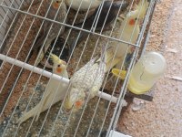 Her Renk Yavru Sultan Papağanı