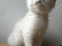 British Blue Point Erkek 1.5 Aylık Kedimiz