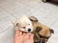 Pomeranian Spitz Yavrular