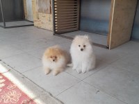 Erkek Pomeranian 7 Aylık