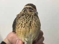 Bıldırcın Yumurta Civciv Ve Anaç