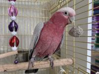 1.5 yaşında erkek gül kakadu