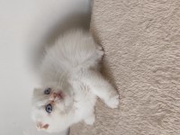 British Shorthair Yavruları