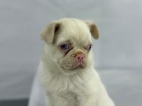 Pink Pug Erkek Yavru