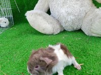 Sevimli Guinea Pig Yavruları