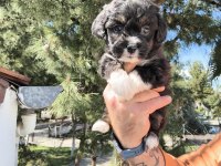 Sevimli Maltipoo Köpekler