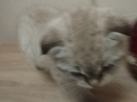 2 Aylık Kedimiz Sütten Kesildi