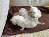 Gerçek güzelliği arayanlara kedi yavrularımız rezerveye açıldı