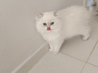 4.5 Aylık Şecereli Safkan Dişi Yavru British Longhair