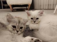 2 adet british longhair