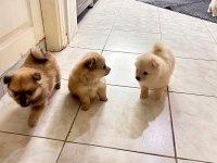 Pomeranian spitz yavrular