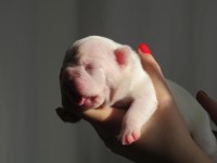 Beyaz Yüksek İhtimalle Mavi Gözlü French Bulldog Yavrumuz