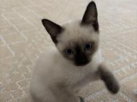 Gözbebeğimiz Siyam Kedisi Yavrumuz