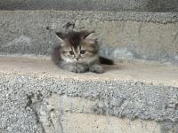 British Longhair 2 Aylık