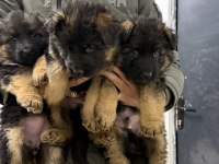 Şampiyon Alman Kurdu Yavruları