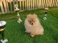 3 Aylık Sevimli Pomeranian Yavrularımız