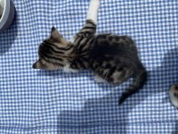 Tatlış Bebek Kedilere Yuva Arıyorum