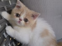 İran persian 2 aylık yavrular