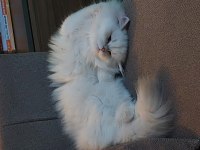 Güzel British Longhair Kızımıza Damat Arıyoruz