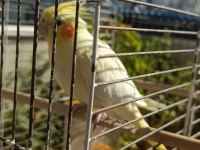 Evcil erkek sultan papağanımız 3 yaşında