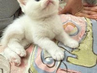 Dişi British Shorthair Tüm Eğitimler Tam