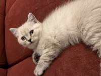 50 Günlük Bluepoint Yavru Kediler