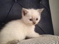 2 Aylık British Shorthair Yavruları