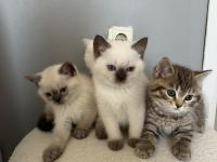 British Shorthair İki Aylık Erkek Ve Dişi