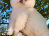 Pomeranian Boo Ayı Surat Köpeğimiz