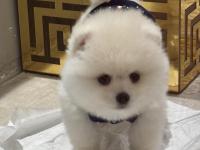 6 Aylık Dişi Pomeranian Yavru