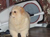 Chow Chow Köpeği Yavrular