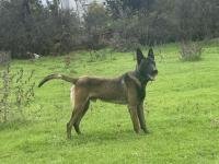 Üst Düzey Belçika Kurdu Yavruları