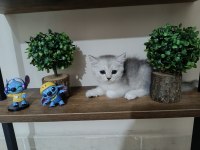 British shorthair kedimiz