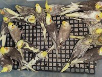 Eğitimli yavru sultan papağanları