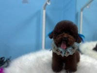 Toy Poodle Yavruları