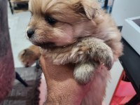 Rezerveye açık 2 dişi köpeğimiz