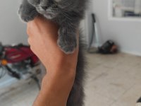 Britsh Longhair Kedilerimiz