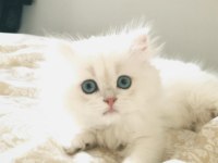 Kusursuz British Longhair 3 Aylık