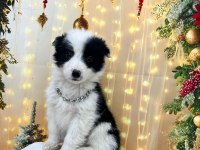 Show Class Border Collie Yavrular