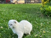 Güzeller Güzeli Bebiş Kediler