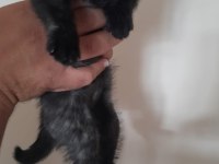 Blue Point Scottish-British Shorthair Yavrular Sahiplendirme