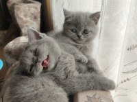 50 Günlük British Kızlarımız