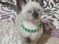 Safkan Siyam Kedisi Yavruları