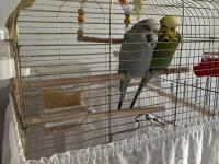 Çift Jumbo Muhabbet Kuşu