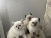 Chocallette Point British Shorthair